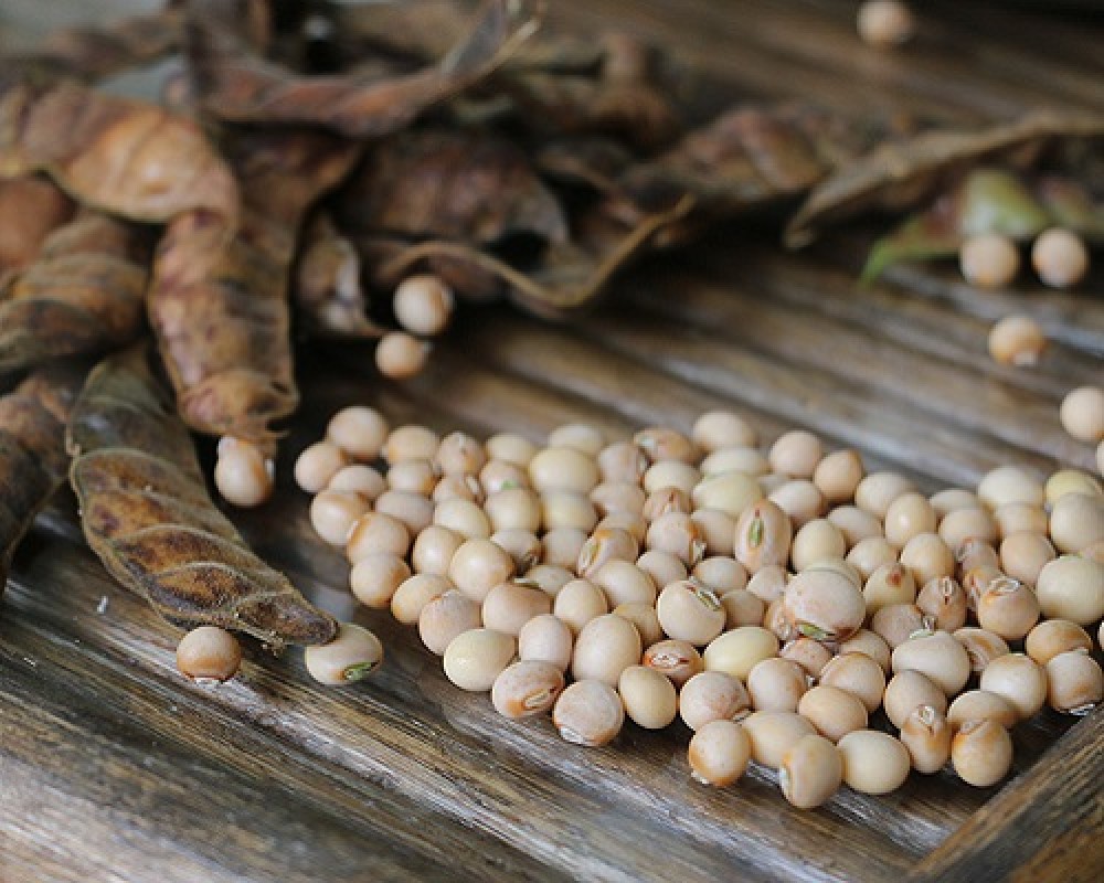 Gandul (Frijol de palo) from Tanzania